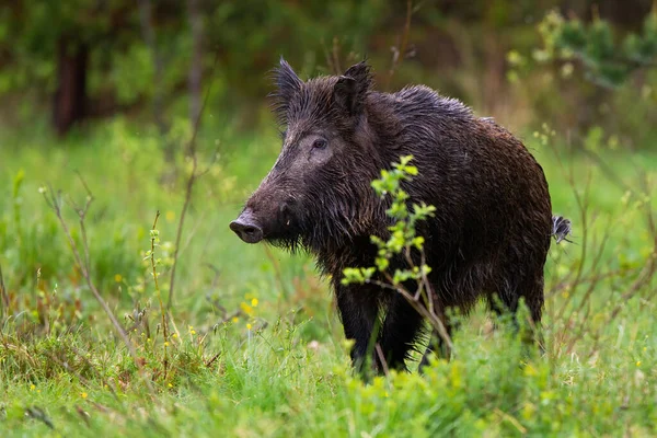 Wild boar walking among the small trees on the forest clearing in springtime — Stock Photo, Image