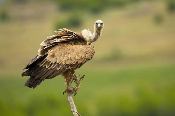 Grifone avvoltoio in cerca di fotocamera in paese aperto con spazio copia — Foto Stock