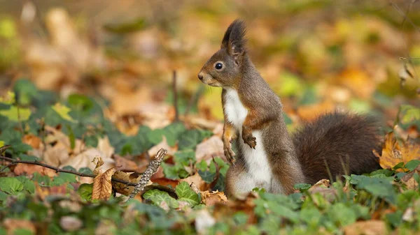 可爱的红松鼠，粗壮的坐骑在五彩斑斓的树叶上 — 图库照片
