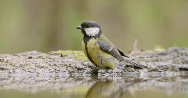 Lovely great tit bathing and flying away in spring woods — 비디오
