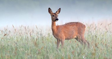 Geyik yavrusu sabahın erken saatlerinde sisle ıslak çayırda dikiliyor.