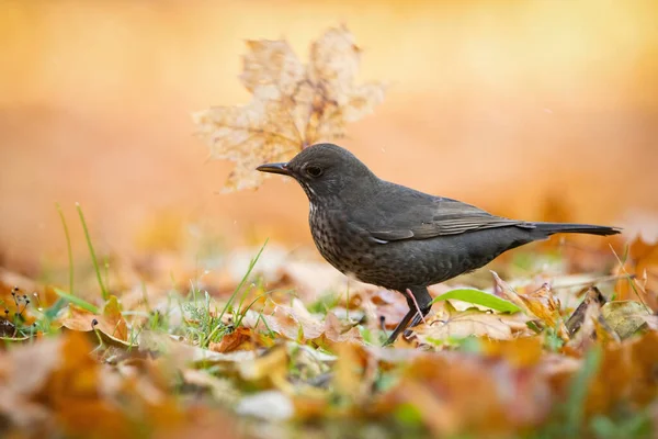 Pájaro negro común vital hembra tirando hoja de naranja en el parque de otoño — Foto de Stock