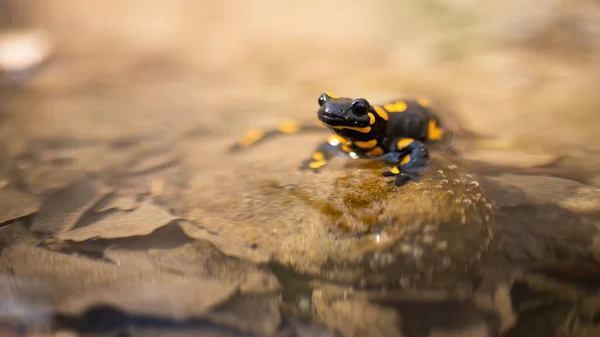 Neugieriger Feuersalamander legt sich ins Wasser und schaut neugierig in die Natur — Stockfoto