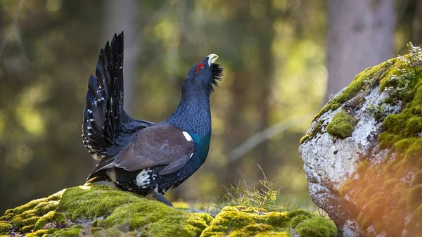 Vivid photo of adult western capercaillie lekking in the morning in the forest — Stock Photo, Image