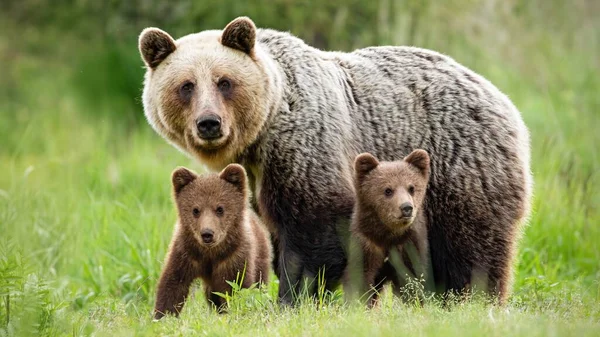 Protector oso pardo hembra de pie cerca de sus dos cachorros —  Fotos de Stock