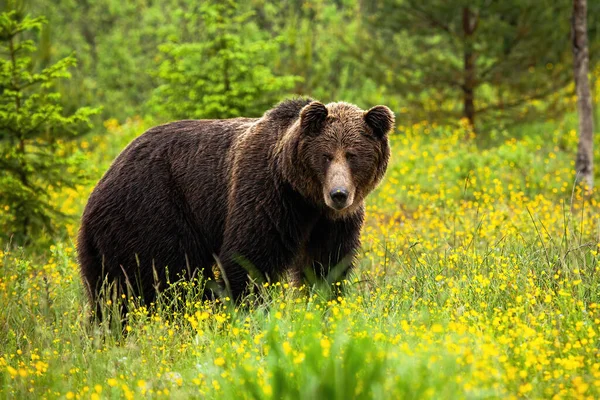 Уважний коричневий ведмідь обличчям до камери на зеленому лузі навесні — стокове фото