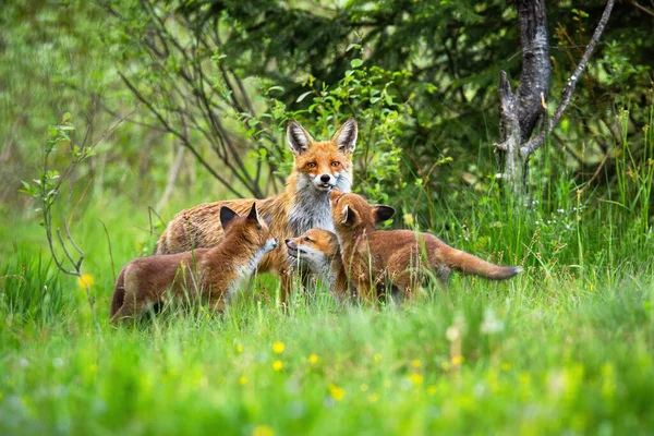 Raposa vermelha com seus três filhotes brincando na clareira da floresta na primavera — Fotografia de Stock