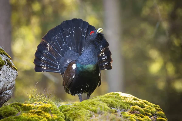 Majestätisches Auerhuhn, das auf dem moosbedeckten Stein mit offenem Schwanz leuchtet — Stockfoto