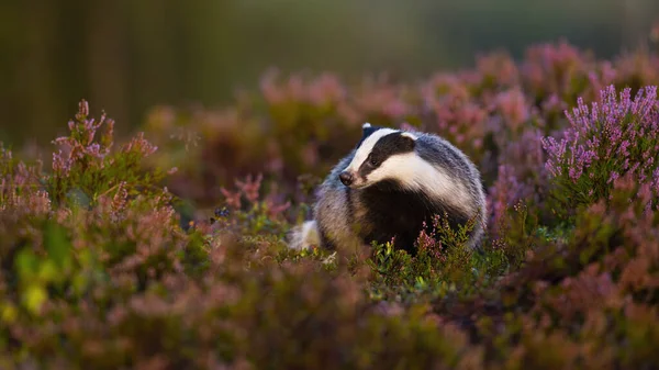 Fluffy european badger approaching from front low angle view in heathland — Stock Photo, Image