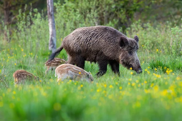 야생 멧돼지 가족 이 봄철에 노란 꽃이 피는 푸른 초원에서 풀을 뜯고 있는 모습 — 스톡 사진