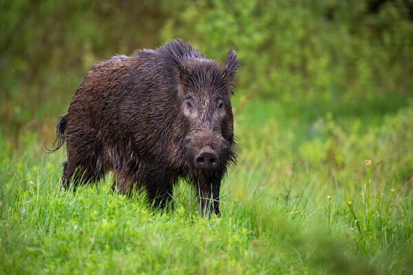 Front view of adult wild boar, sus scrofa, walking through the green countryside

