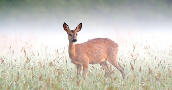 Surprised roe deer doe staring on meadow in foggy spring nature. — Stock Photo, Image