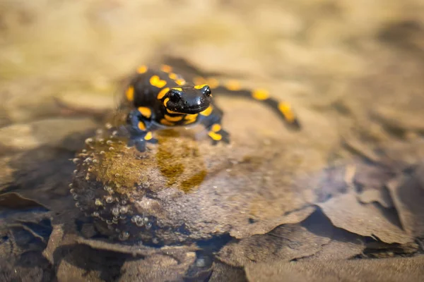 Endemischer Feuersalamander versteckt sich im Wasser, getarnt durch gelbe Flecken. — Stockfoto