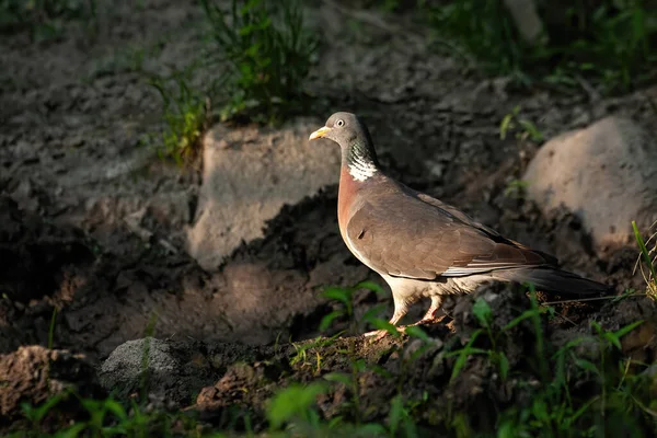 Grand pigeon des bois commun debout sur le sol dans la forêt sombre dans les derniers rayons du soleil — Photo