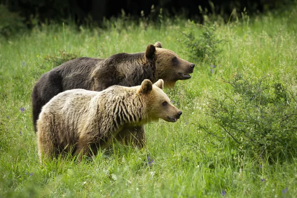 Пара бурых медведей в ухаживании на лугу в зеленой летней природе . — стоковое фото