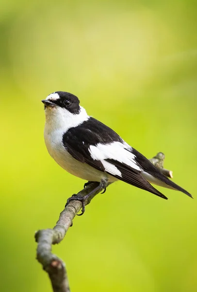Scared black and white european pied flycatcher sitting on the thin twig — Stock Photo, Image