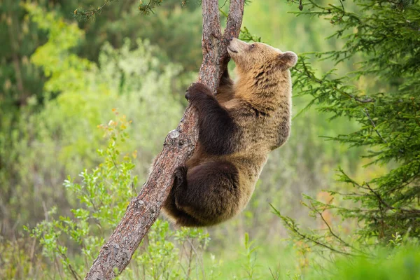 Female brown bear climbing a tree in summer nature with green forest behind — Stock Photo, Image