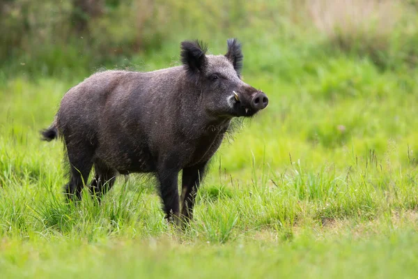 Maschio cinghiale annusare con muso su su radura con erba verde nella natura estiva — Foto Stock