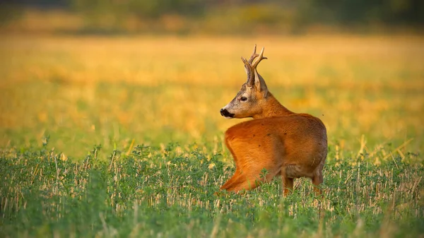 可爱的鹿儿伸着脖子，在夕阳西下看着身后的一片片树叶 — 图库照片