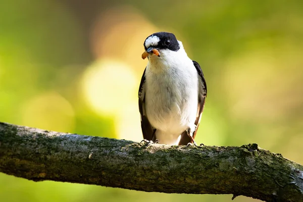 European pied flycatcher sitting on the branch with caterpillar in the beak — Stock Photo, Image