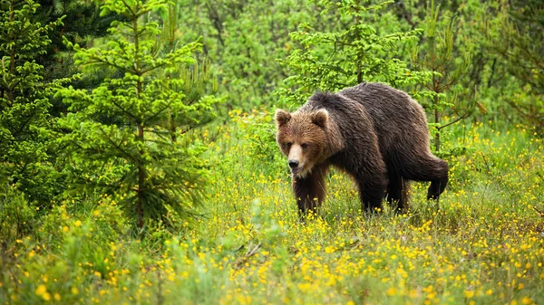 Lindo oso joven caminando en hábitat natural de la tala de bosques — Foto de Stock