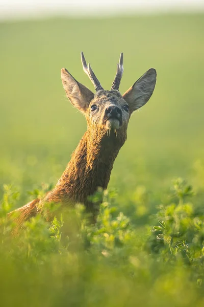 Roe deer buck renifler avec le nez vers le haut sur le champ de trèfle vert le matin — Photo