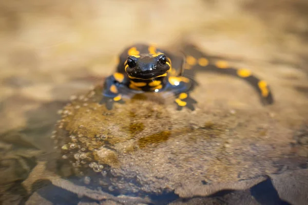 Kleiner Feuersalamander steht mit Kopf knapp über Wasseroberfläche auf Stein im Fluss — Stockfoto