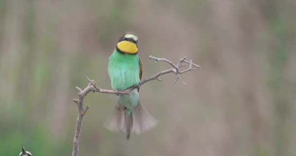 Deux mangeurs d'abeilles européens se battent pour une place sur une brindille en été 