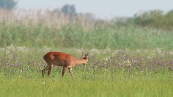 Chevreuil, capreolus capreolus, biche marchant dans une prairie mangeant des fleurs 