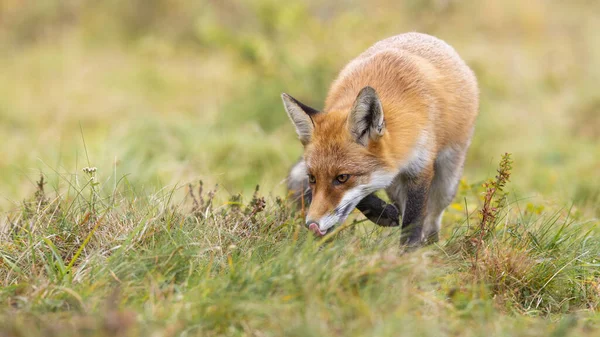 Raposa vermelha caçando em um prado verde e cheirando com a cabeça para baixo acima do solo — Fotografia de Stock