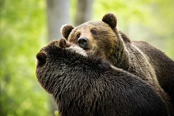 Interação entre urso macho e fêmea durante o namoro — Fotografia de Stock