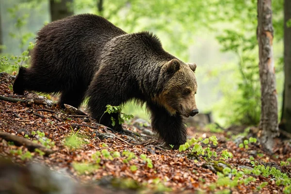 Erős barna medve séta az erdőben a nyári természetben, Szlovákia, Európa. — Stock Fotó