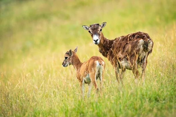 Mouflon protecteur brebis debout près de son jeune yeanling sur prairie été — Photo