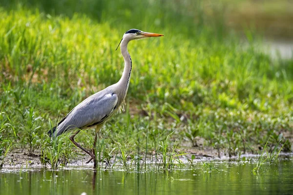 Alert grey heron walking in water on riverside with green grass in summer — Stock Photo, Image