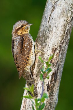 Göze çarpmayan Avrupai boğaz ağaç gövdesiyle harmanlanırken üzerinde dinleniyor.