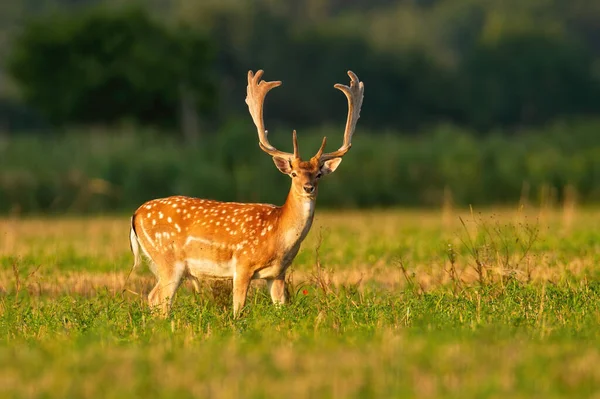 Alert fallow deer stag with growing antlers covered in velvet looking — ストック写真