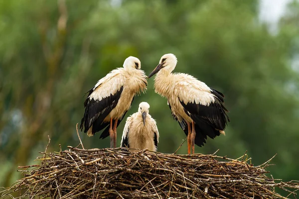 Tre pulcini di cicogna bianca in piedi sul nido e in attesa nella natura estiva — Foto Stock