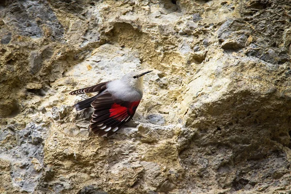 Little wallcreeper with open wings and visible red plumage on rocky wall — Stock Photo, Image