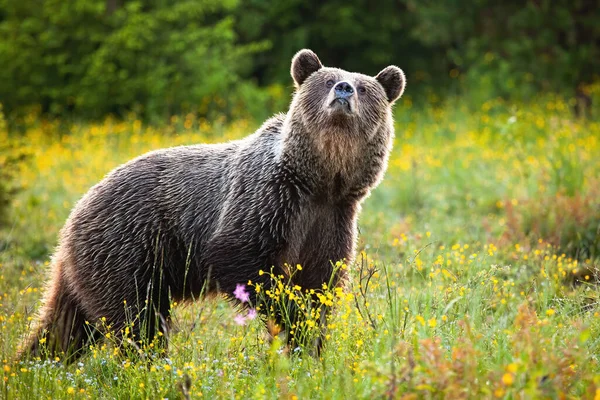 Inconsapevole orso bruno che annusa con il naso in alto su un prato fresco in primavera — Foto Stock