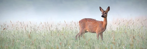 Krásná srnka srnka doe pozorování okolí zelené louky mokré od rosy — Stock fotografie