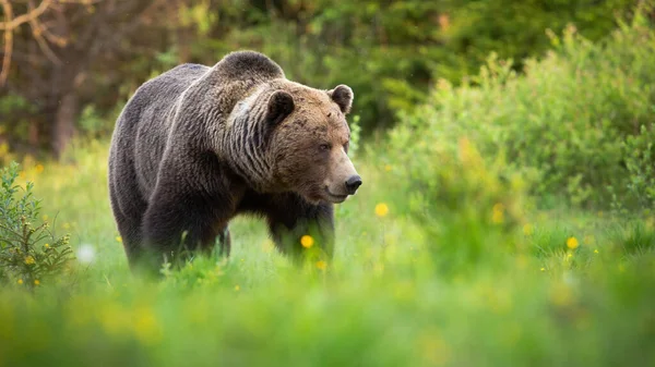 Urso marrom macho andando na grama verde e olhando para o lado na natureza — Fotografia de Stock