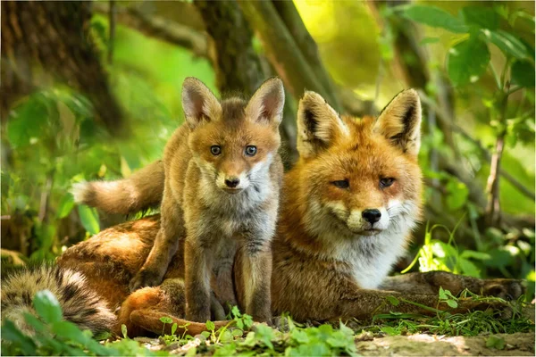 緑豊かな夏の森の中にひっそりと佇む赤狐の家族を魅了 — ストック写真