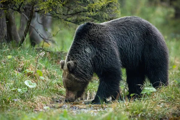 Dominerande brunbjörn hane dricksvatten från bäck i skogen — Stockfoto