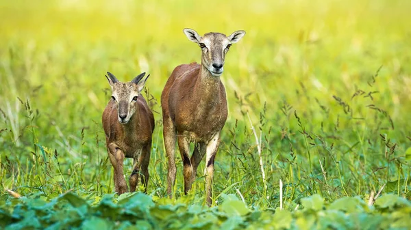Mouflon femelle avec de jeunes marchant vers l'avant et regardant sur le champ en été — Photo