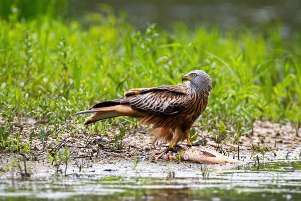 Red kite sitting on dead fish and feeding on riverbank in summer — Stock Photo, Image