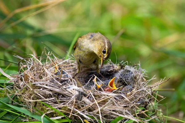 Wilg warbler voeden kleine kuikens op nest in de zomer natuur — Stockfoto