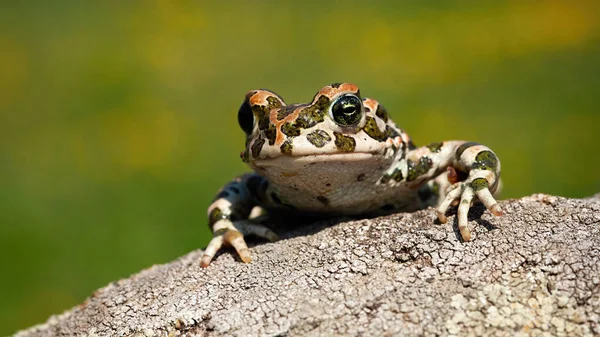 Sapo verde europeu bonito espreitando com pernas e dedos no ramo . — Fotografia de Stock