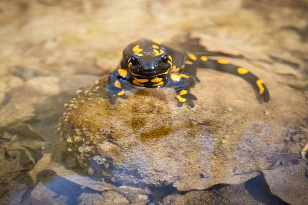 Salamandre de feu inactive reposant dans l'eau par une journée ensoleillée de printemps avec une lumière chaude — Photo