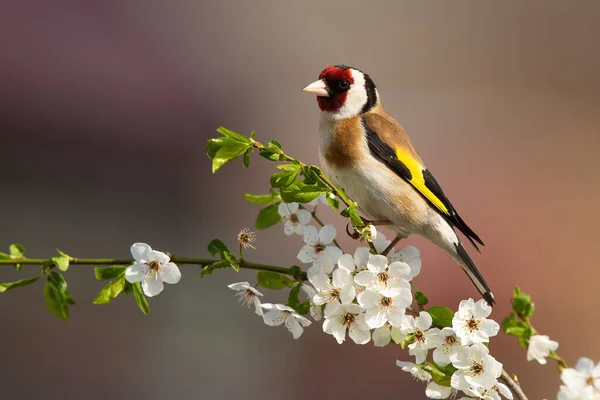 春に花が咲く木の小枝に座っているヨーロッパの金のフィンチ. — ストック写真