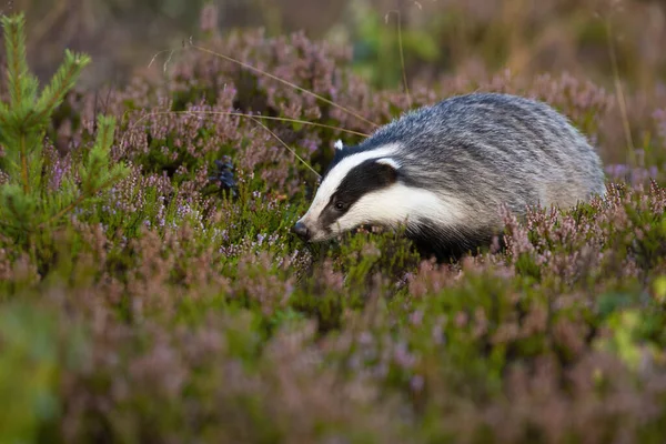 Fluffy european badger mencari makanan di Moorland ungu dengan heather — Stok Foto